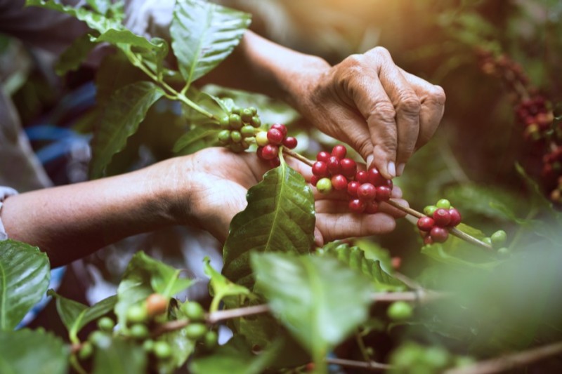 Cơ hội duy trì kim ngạch xuất khẩu cà phê mức 4 tỷ USD 